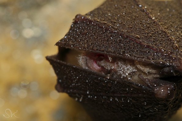 Petit rhinolophe (Rhinolophus hipposideros)