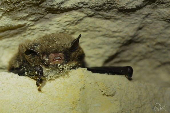 Vespertilion de Daubenton (Myotis daubentonii)