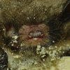 Vespertilion de Daubenton (Myotis daubentonii)