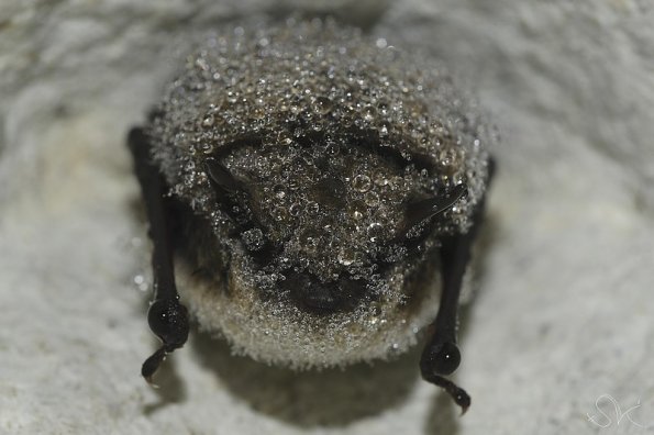 Vespertilion a moustaches (Myotis mystacinus)