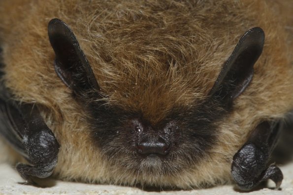 Vespertilion a moustaches (Myotis mystacinus)