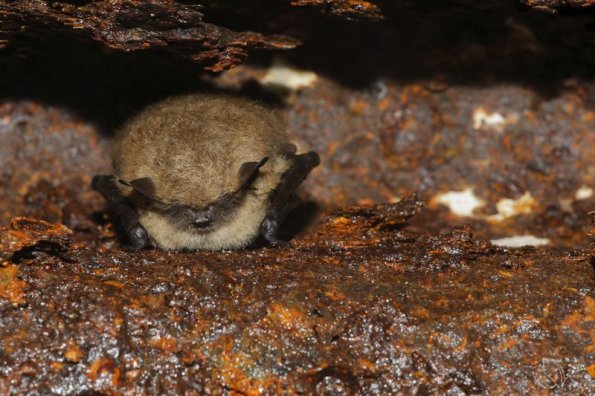 Vespertilion a moustaches (Myotis mystacinus)