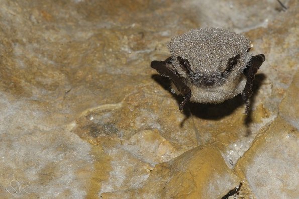 Vespertilion a moustaches (Myotis mystacinus)