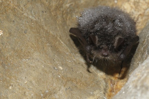 Vespertilion à oreilles échancrées Melanique (myotis emarginatus)