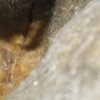 Vespertilion à oreilles échancrées Melanique (myotis emarginatus)
