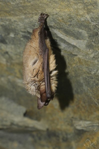 Vespertilion à oreilles échancrée (Myotis emarginatus)