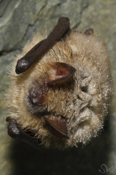 Vespertilion à oreilles échancrée (Myotis emarginatus)