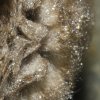 Vespertilion à oreilles échancrée (Myotis emarginatus)