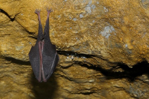 Petit rhinolophe (Rhinolophus hipposideros)