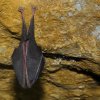 Petit rhinolophe (Rhinolophus hipposideros)