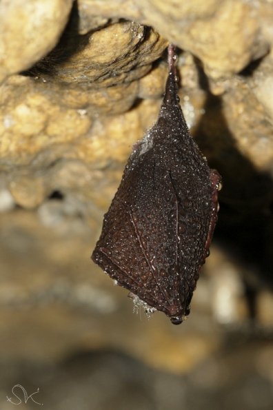 Petit rhinolophe (Rhinolophus hipposideros)