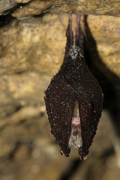  Petit rhinolophe (Rhinolophus hipposideros)