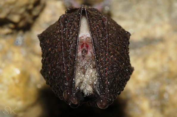 Petit rhinolophe (Rhinolophus hipposideros)