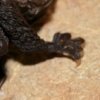 Oreillard roux  (Plecotus auritus)