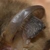 Oreillard roux  (Plecotus auritus)