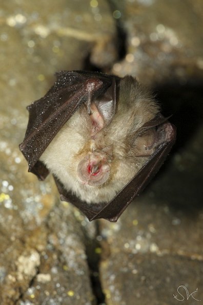 Petit rhinolophe (Rhinolophus hipposideros)