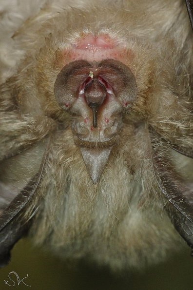 Petit rhinolophe (Rhinolophus hipposideros)