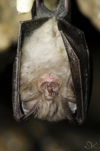 Petit rhinolophe (Rhinolophus hipposideros)