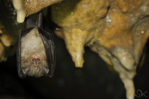 Petit rhinolophe (Rhinolophus hipposideros)