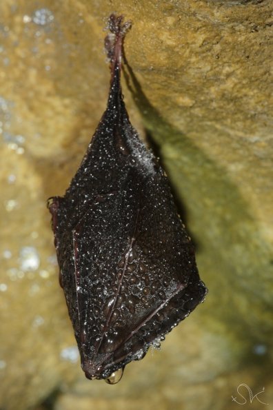 Petit rhinolophe (Rhinolophus hipposideros)