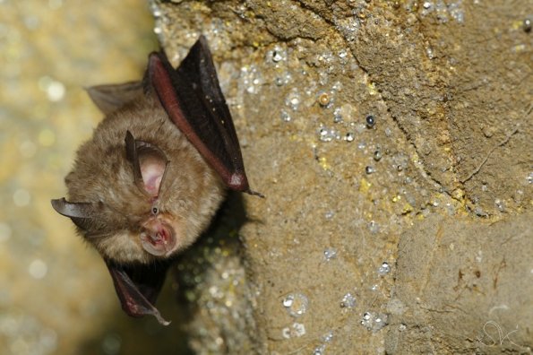 Petit rhinolophe (Rhinolophus hipposideros)