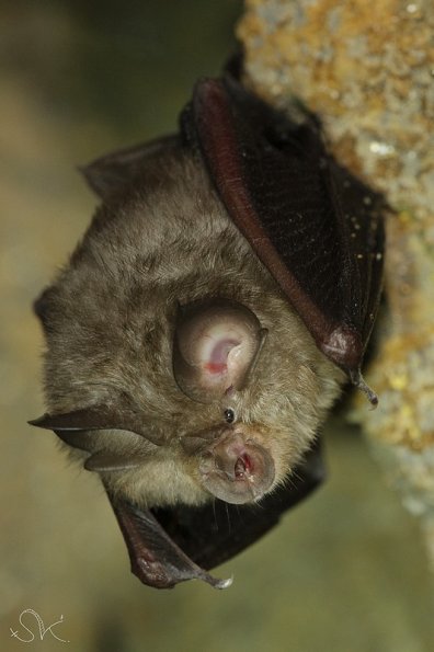 Petit rhinolophe (Rhinolophus hipposideros)