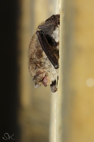 Vespertilion de Natterer (Myotis nattereri)