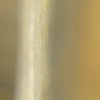 Vespertilion de Natterer (Myotis nattereri)