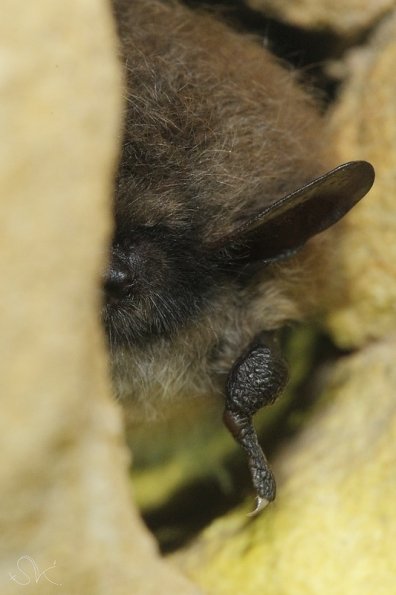 Vespertillon a moustaches (Myotis mystacinus)