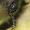 Vespertillon a moustaches (Myotis mystacinus)