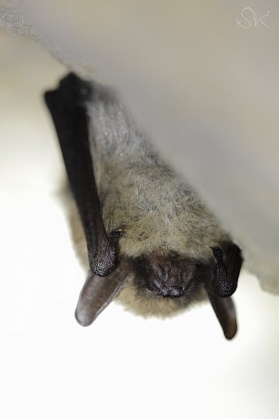 Vespertillon a moustaches (Myotis mystacinus)