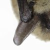 Vespertillon a moustaches (Myotis mystacinus)