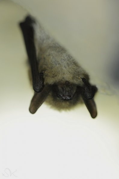 Vespertillon a moustaches (Myotis mystacinus)