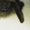 Vespertillon a moustaches (Myotis mystacinus)