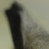 Vespertillon a moustaches (Myotis mystacinus)