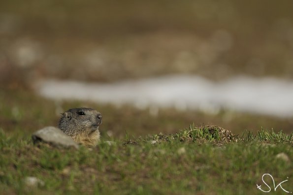 Marmotte des Alpes (Marmota marmota)