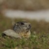 Marmotte des Alpes (Marmota marmota)