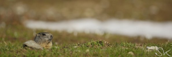 Marmotte des Alpes (Marmota marmota)