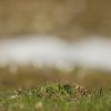 Marmotte des Alpes (Marmota marmota)