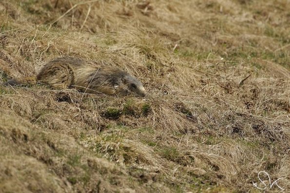 Marmotte des Alpes (Marmota marmota)