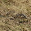 Marmotte des Alpes (Marmota marmota)