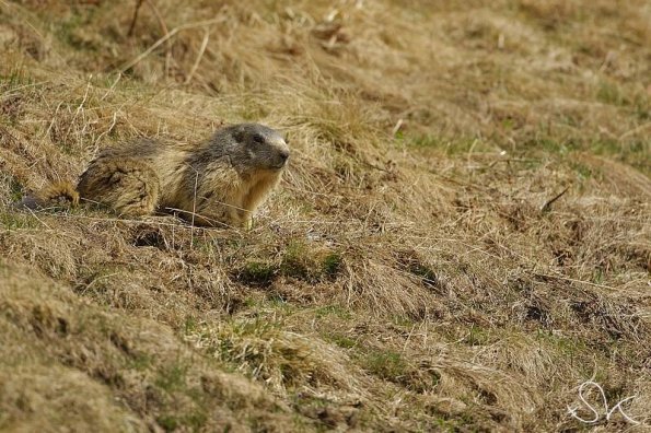 Marmotte des Alpes (Marmota marmota)