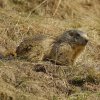 Marmotte des Alpes (Marmota marmota)