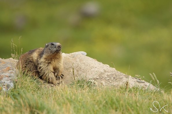 Marmotte des Alpes (Marmota marmota)