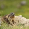 Marmotte des Alpes (Marmota marmota)