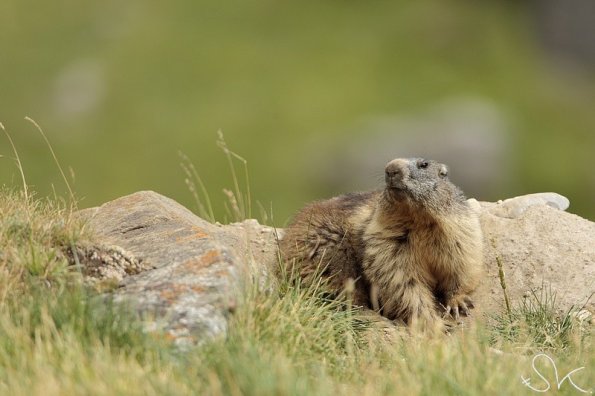 Marmotte des Alpes (Marmota marmota)