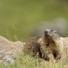 Marmotte des Alpes (Marmota marmota)