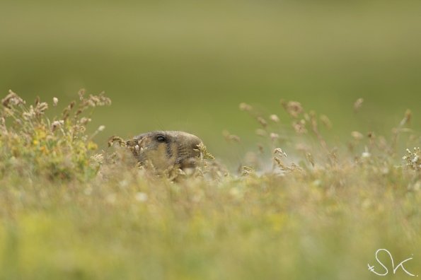 Marmotte des Alpes (Marmota marmota)