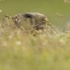 Marmotte des Alpes (Marmota marmota)