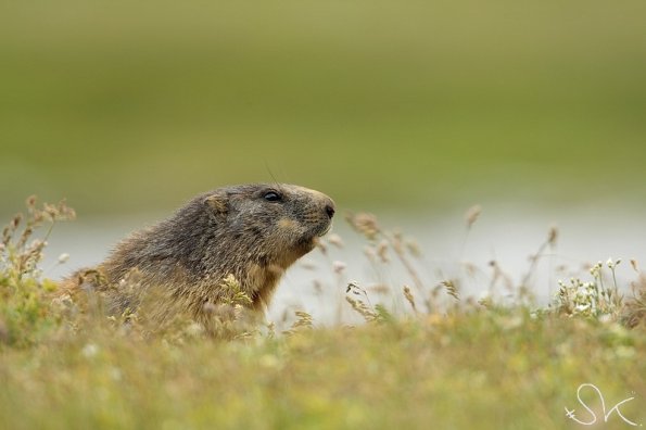 Marmotte des Alpes (Marmota marmota)